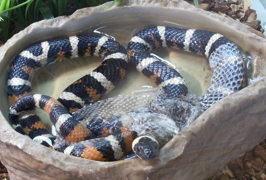 vipera in montagna