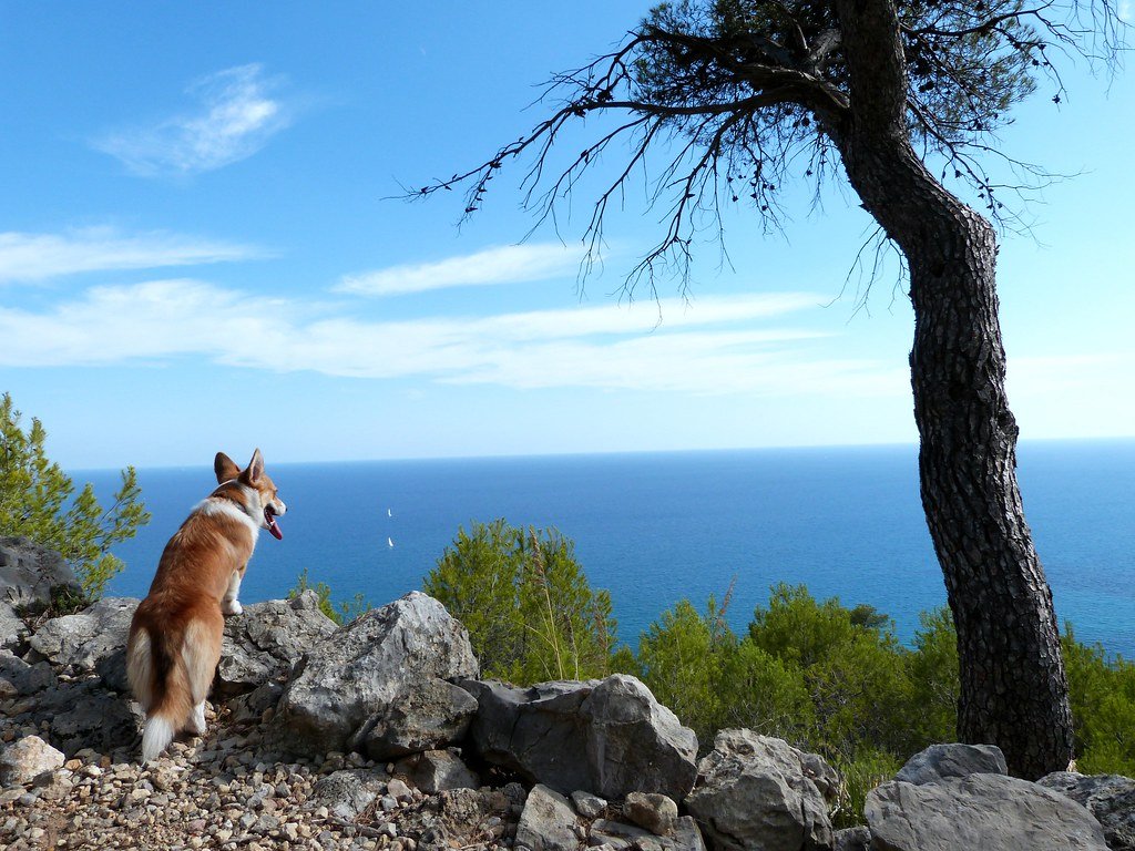 Trekking con cane: 5 consigli imperdibili per la Guida Completa